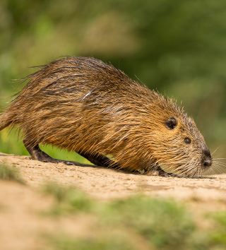 Rodent Control
